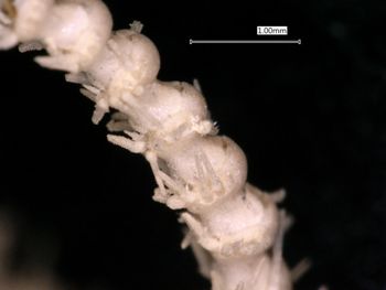 Media type: image; Invertebrate Zoology OPH-2012